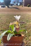 Paphiopedilum tranlienianum / Orchid Species/ Bloom Size Orchids
