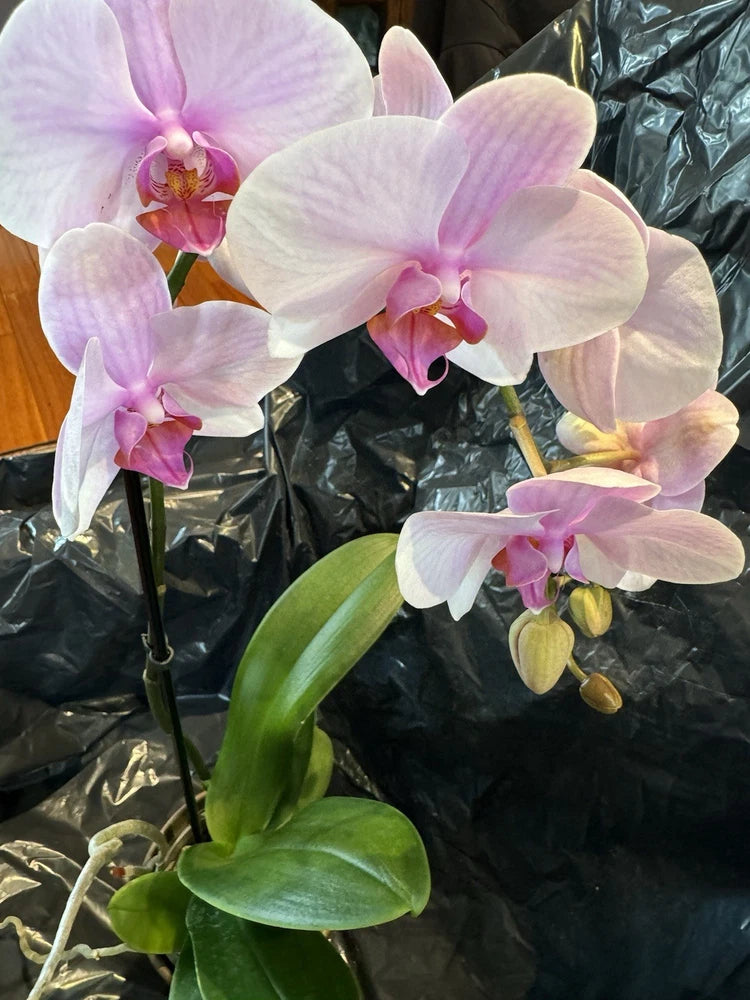 Pale pink orchid plant with multiple blossoms and green leaves