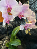 Beautiful pink Flowers Orchids Plant not in Bloom For Sale very big, healthy Orchids