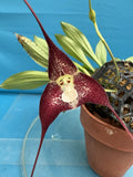 Dracula polyphemus ÔHawk HillÕ Red Ivory Orchid Species Divisions 1.5-2Ó Pot Orchids