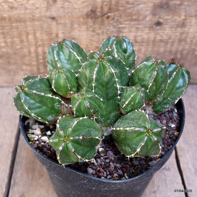D2219 EUPHORBIA HANDIENSIS pot18-H11-W22 cm MaMa Cactus Green Plant