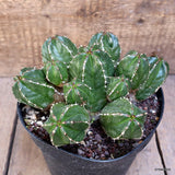 D2219 EUPHORBIA HANDIENSIS pot18-H11-W22 cm MaMa Cactus Green Plant