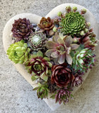 Best Deal on eBay 5 Sempervivum 5 varieties + 1 Free Of Colorful, Hens & Chicks Green Plant
