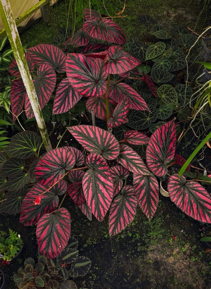Dark green begonia leaves with bright pink pinstripe pattern, fan-shaped foliage