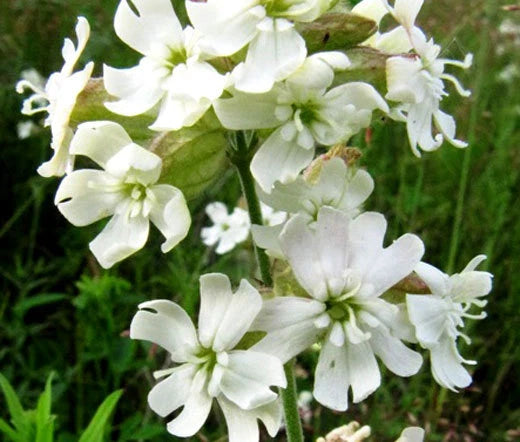 CATCHFLY NODDING WHITE SNOWDROP Silene Pendula - 1,000 Bulk Seeds Flowering Plants