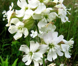 CATCHFLY NODDING WHITE SNOWDROP Silene Pendula - 1,000 Bulk Seeds Flowering Plants
