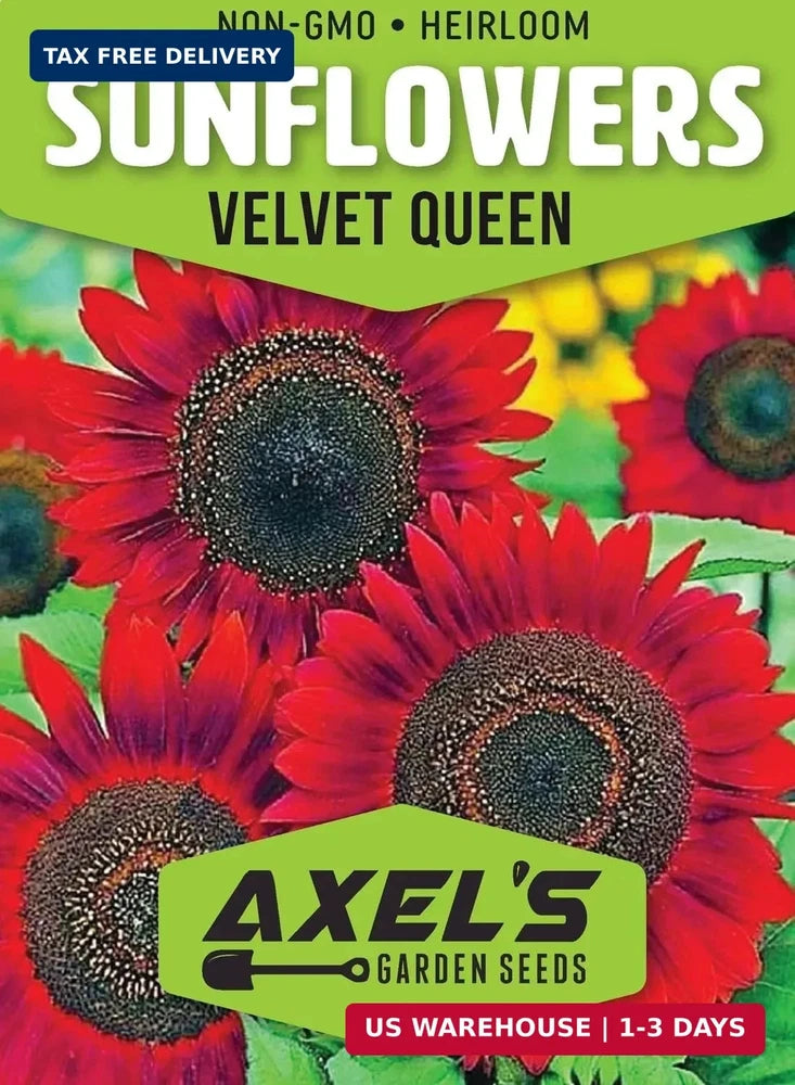 Red Sunflower Seeds for Planting - 50 Heirloom Non GMO Velvet Queen Flower Seeds Sunflower