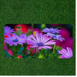 Creative License Plate Auto Tag With Purple Sunflower Like Flowers Amazing View Sunflower