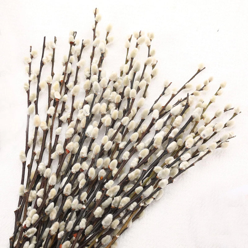 Natural Preserved Dried PussyWillow Branches for Vases, 25 Stems Real Willows... Dried Flower