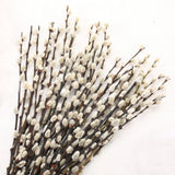 Natural Preserved Dried PussyWillow Branches for Vases, 25 Stems Real Willows... Dried Flower