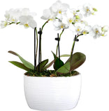 6-10" White and Yellow Mini Orchid Duo Live Plants in 4" White Ceramic Planter, Orchids