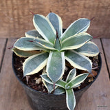 D2132 AGAVE APPLANATA CV. CREAM SPIKE pot14-H10-W16 cm MaMa Cactus Green Plant