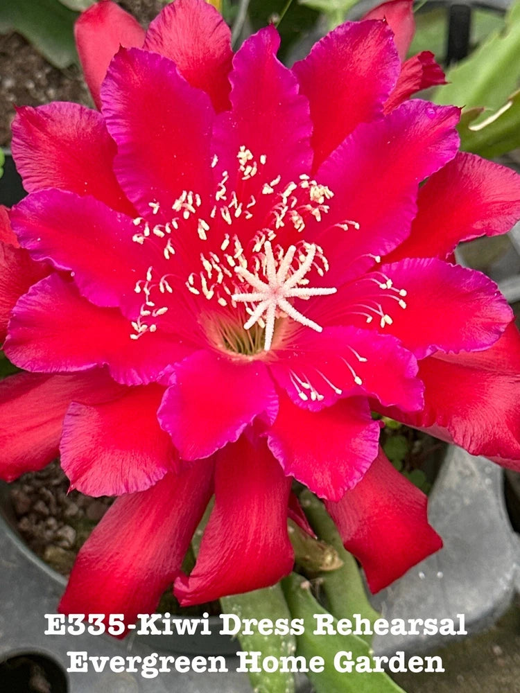 Pink orchid cactus flower with large ruffled petals and white stamens