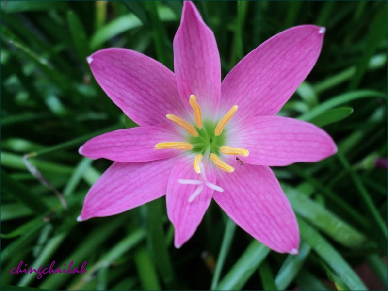 Zephyranthes Rosea Bulb~ Fairy Lily, Rain Lily, Zephyr Lily  ~ Pink Flowering Lily