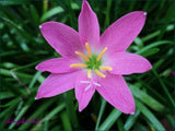 Zephyranthes Rosea Bulb~ Fairy Lily, Rain Lily, Zephyr Lily  ~ Pink Flowering Lily
