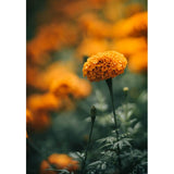 African Marigold Flower Seeds Pack of 40 Seeds For Gardening And Planting Garden Plants