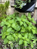 Lemon Balm Seeds Mosquito Repellant Edible Herb Garden Easy Heirloom Tea NonGMO Garden Plants