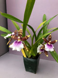 (188a2)   Milt.Dee Fujitake 'Kaley Cat'   FS Orchids