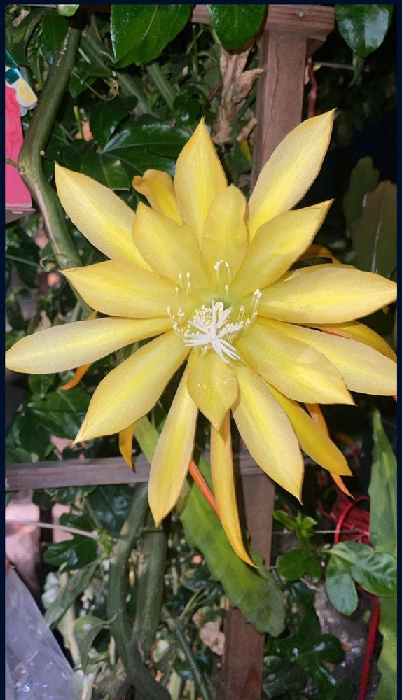 Orchid cactus in starter pot with large yellow flower and green stems