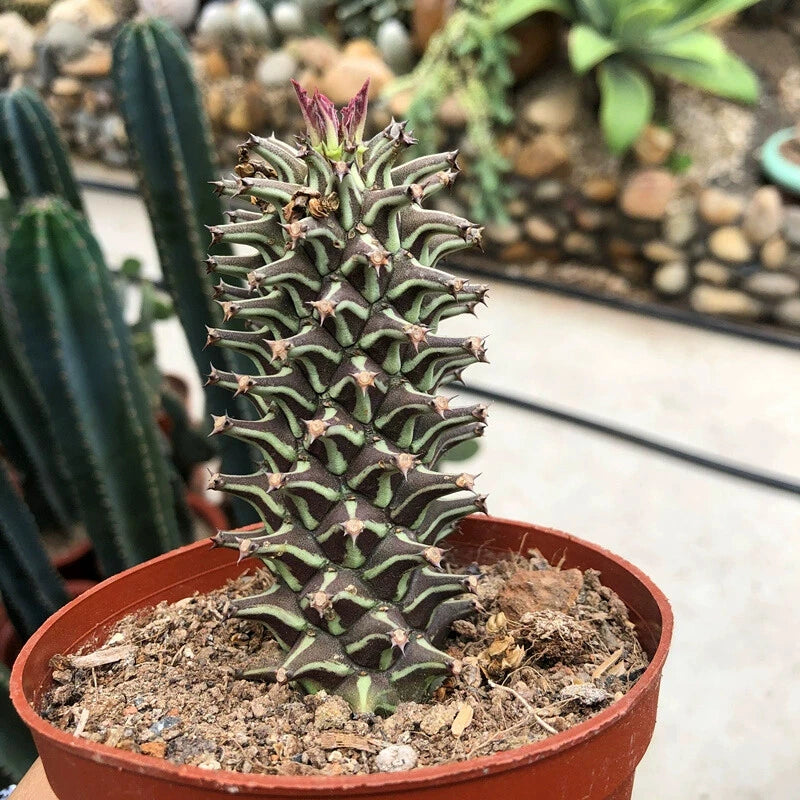 8CM Succulent Cactus Plant Euphorbia Guentheri Euphorbiaceae Home Garden Plant Garden Plants