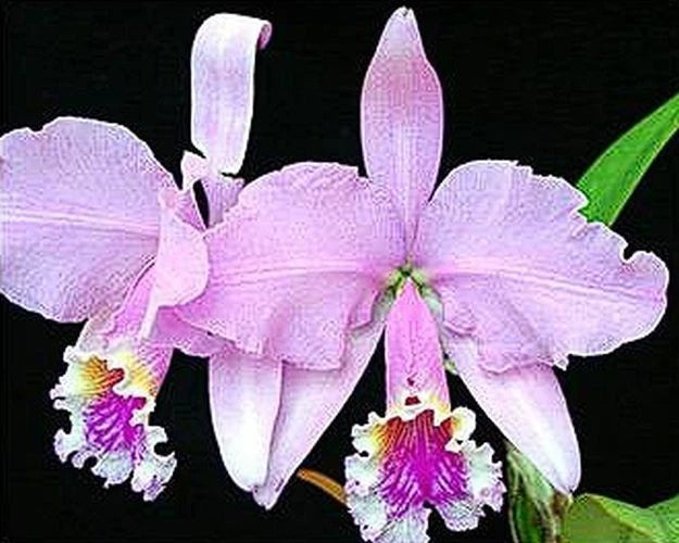 Lavender Cattleya orchid flower cluster with green leaves