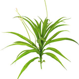 Tropical Flowers Artificial for Decoration Orchids Faux Branches Fake Plants Green Plant
