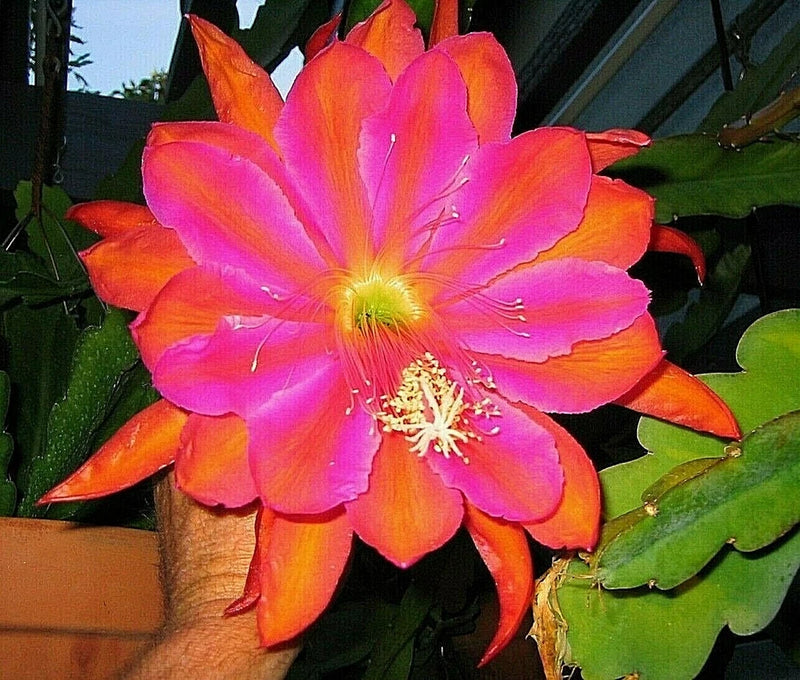 Orchid cactus flower with large orange and pink petals and yellow center, in pot