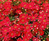COREOPSIS RED DWARF Coreopsis Tinctoria - 10,000 Bulk Seeds Garden Plants