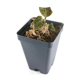 Macodes Petola (Jewel Orchid), DENSE lighting bolt patten (gold veins), potted Orchids