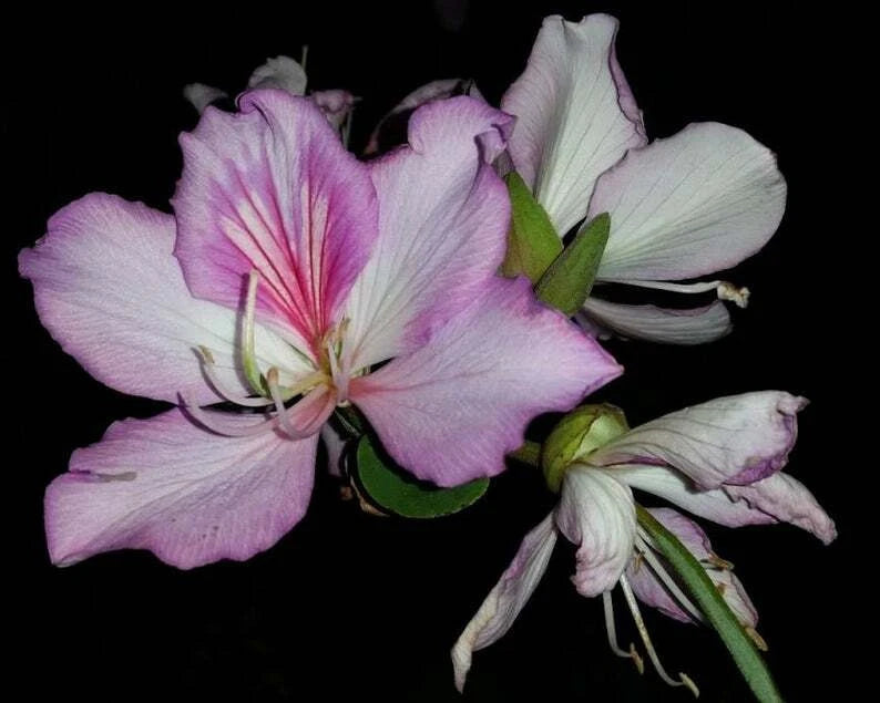 Braided Purple Flowering Orchid Tree Alba Bauhinia well rooted in non woven pot Orchids