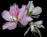 Braided Purple Flowering Orchid Tree Alba Bauhinia well rooted in non woven pot Orchids
