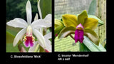 Cattleya bicolor 'Mendenhall' 4N x self) x Blossfeldiana 'Mick' orchid seedling Orchids