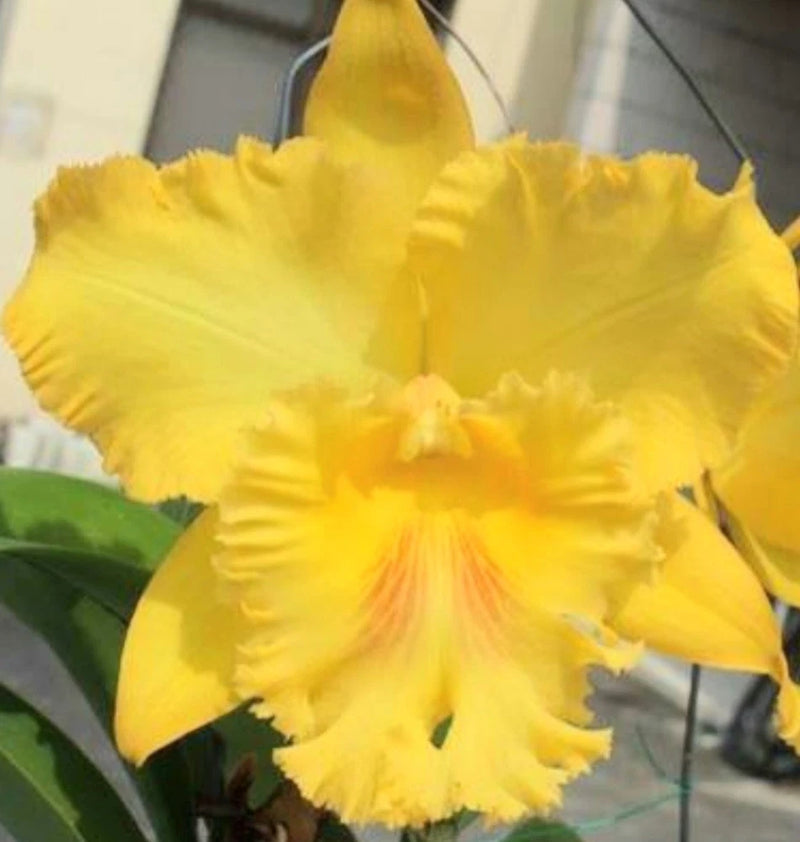 Yellow potted orchid with large ruffled petals