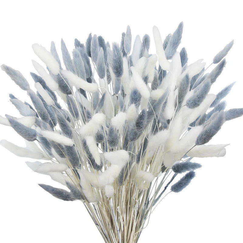 Bunch of dried bunny tails flowers, blue and white fluffy plumes on stems