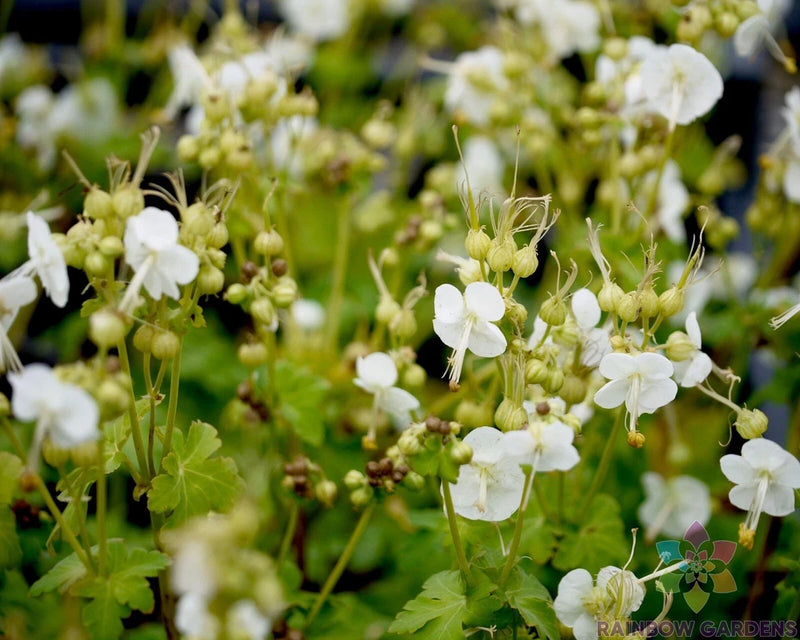 25+ White-Ness Geranium Seeds for Garden Planting - USA - FREE SHIPPING! Garden Plants
