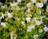 25+ White-Ness Geranium Seeds for Garden Planting - USA - FREE SHIPPING! Garden Plants