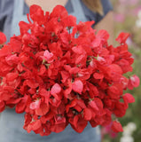 Sweet Pea ROYAL SCARLET Fragrant Climbing Vine Red Flowers Non-GMO 25 Seeds! Garden Plants