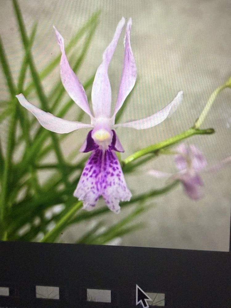 Orchid Plant Paph Vanda x papili hookeriana 1 rooted stem Orchids