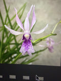 Orchid Plant Paph Vanda x papili hookeriana 1 rooted stem Orchids