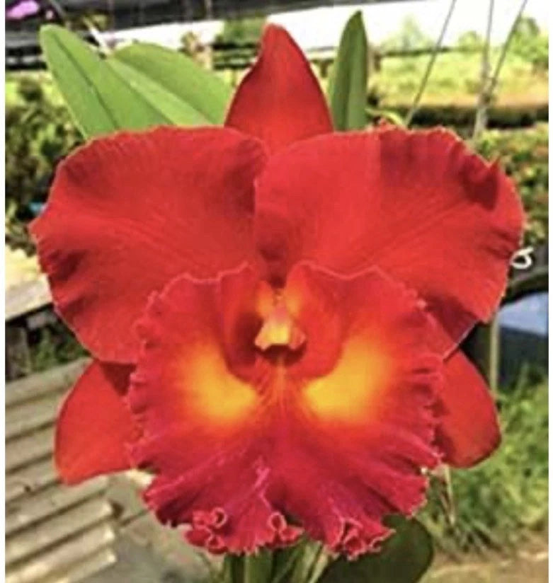 Red orchid flower with yellow center and velvety petals