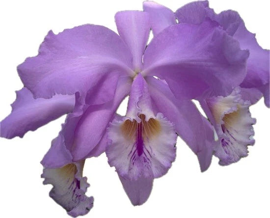 Purple orchid flowers with ruffled petals and light centers
