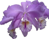 C Warneri ÔPink perfectionÕ HCC/AOS x Orchid Eros ÔPicoteeÕ 2Ó Pot Orchids