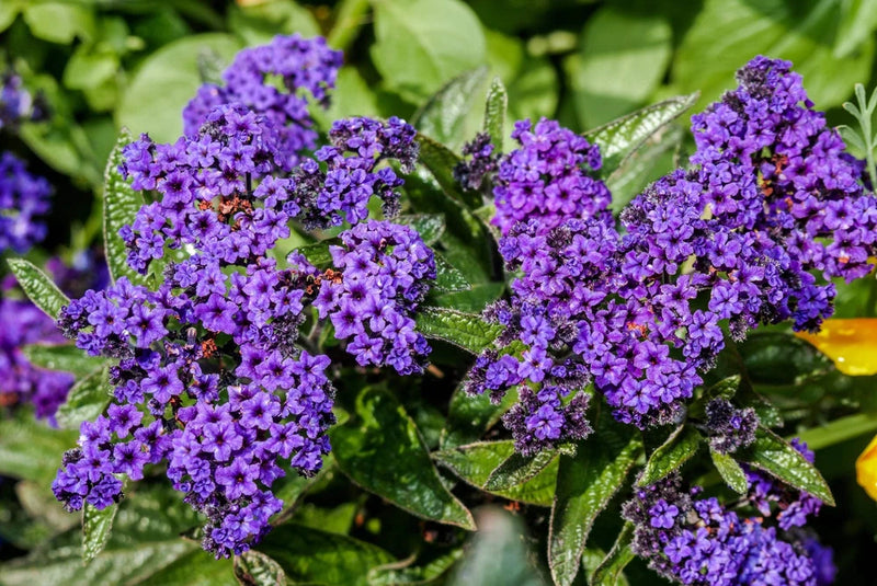 50 Blue MARINE HELIOTROPE Heliotropium Arborescens Flower Seeds Flowering Plants