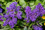 50 Blue MARINE HELIOTROPE Heliotropium Arborescens Flower Seeds Flowering Plants