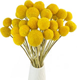 TooGet 30Pcs Natural Craspedia Dried Flowers Yellow Billy 30 Stems, Dried Flower