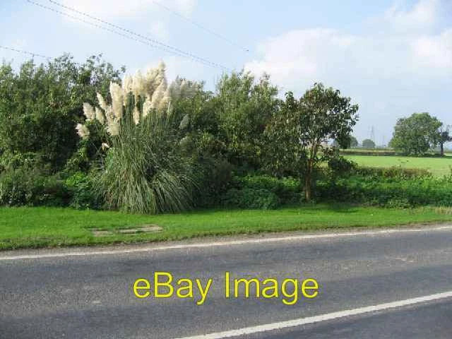 Photo 6x4 Pampas Grass Wigginton/SE5958 A fine display opposite Reliance c2006 Pampas Grass
