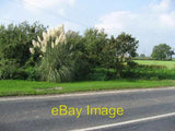 Photo 6x4 Pampas Grass Wigginton/SE5958 A fine display opposite Reliance c2006 Pampas Grass