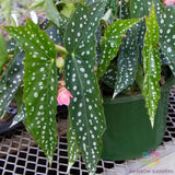 25+ My Special Angel Begonia Seeds for Garden Planting - USA - FREE SHIPPING! Garden Plants