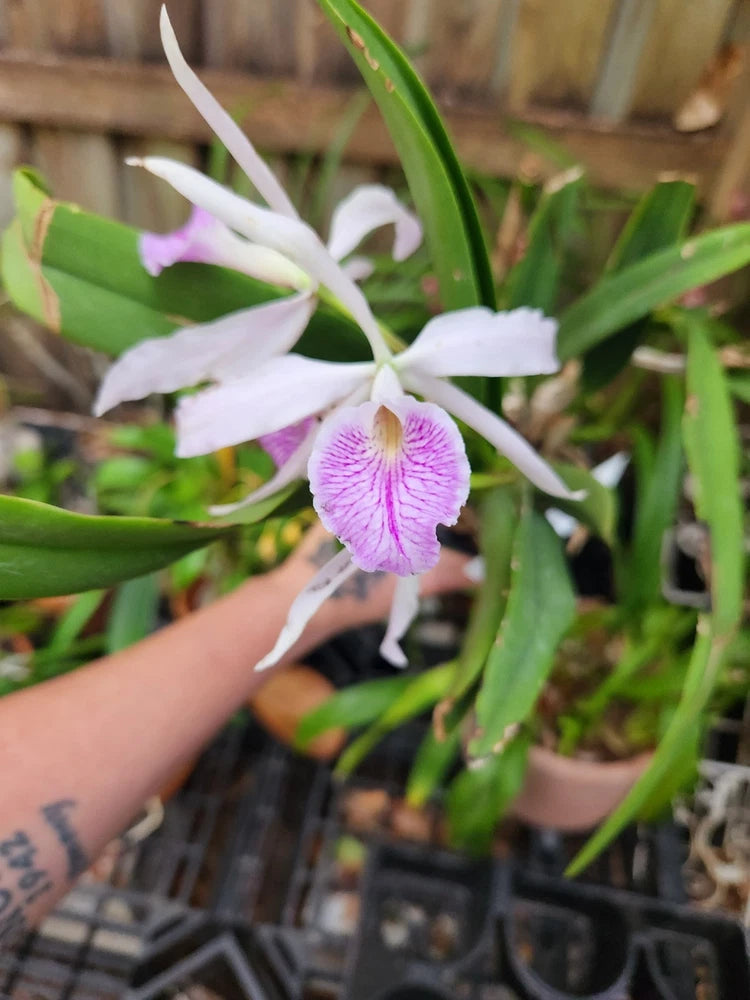 Live blooming orchid with white petals and purple-pink striped lip