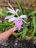 Brassocattleya Kay ( Fuchs Star x L. purpurata  var ) Live Blooming size orchid Orchids